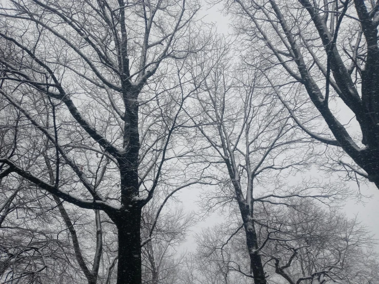 trees with snow in winter and fog