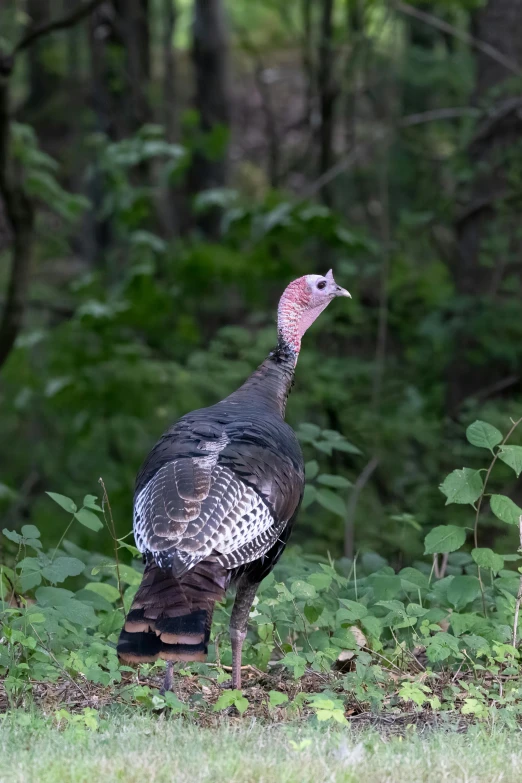 a large turkey in the woods standing in a patch of grass