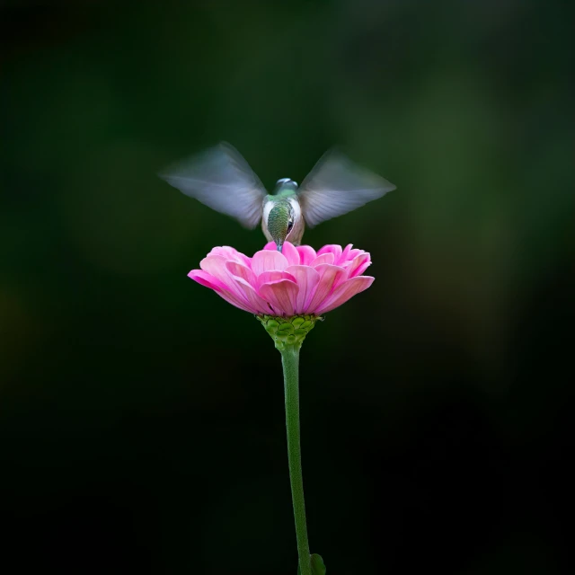 a hummingbird is hovering over a pink flower