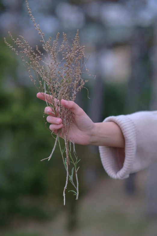 a hand holding plant stems on it's palm