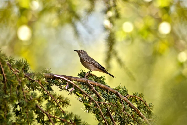 a small bird is sitting on a tree nch