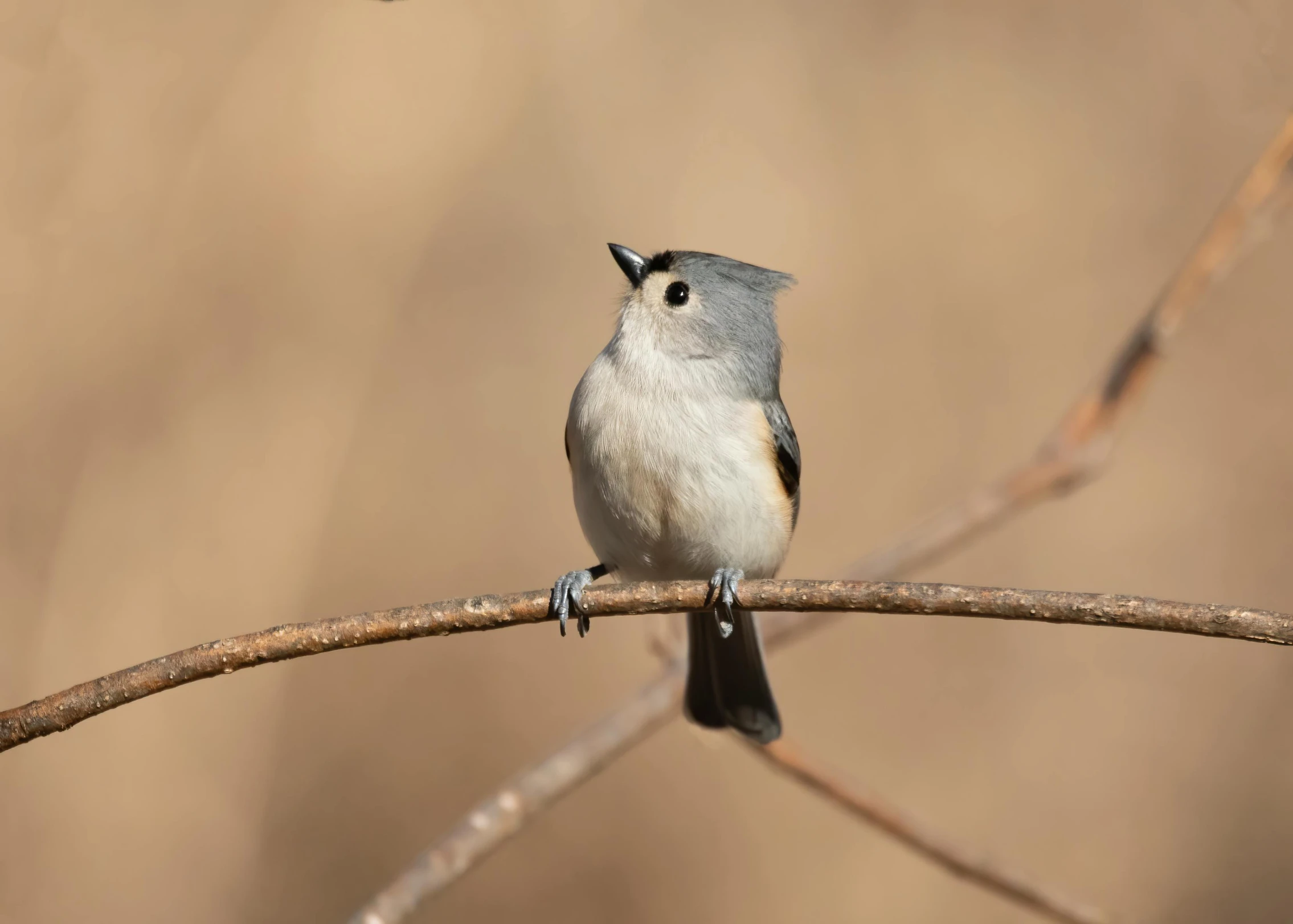 a small bird sits on a nch outside