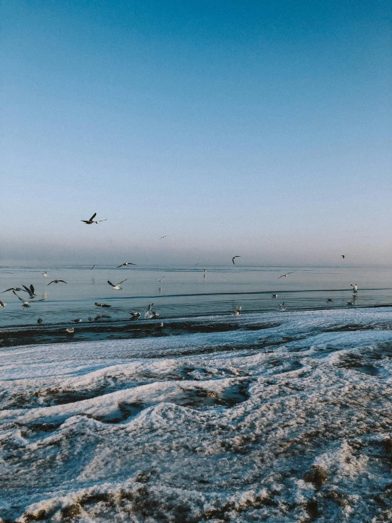 a flock of birds flying over snow covered water