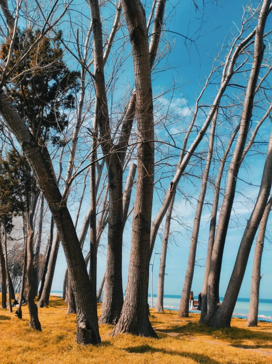 a row of trees that are sitting next to each other