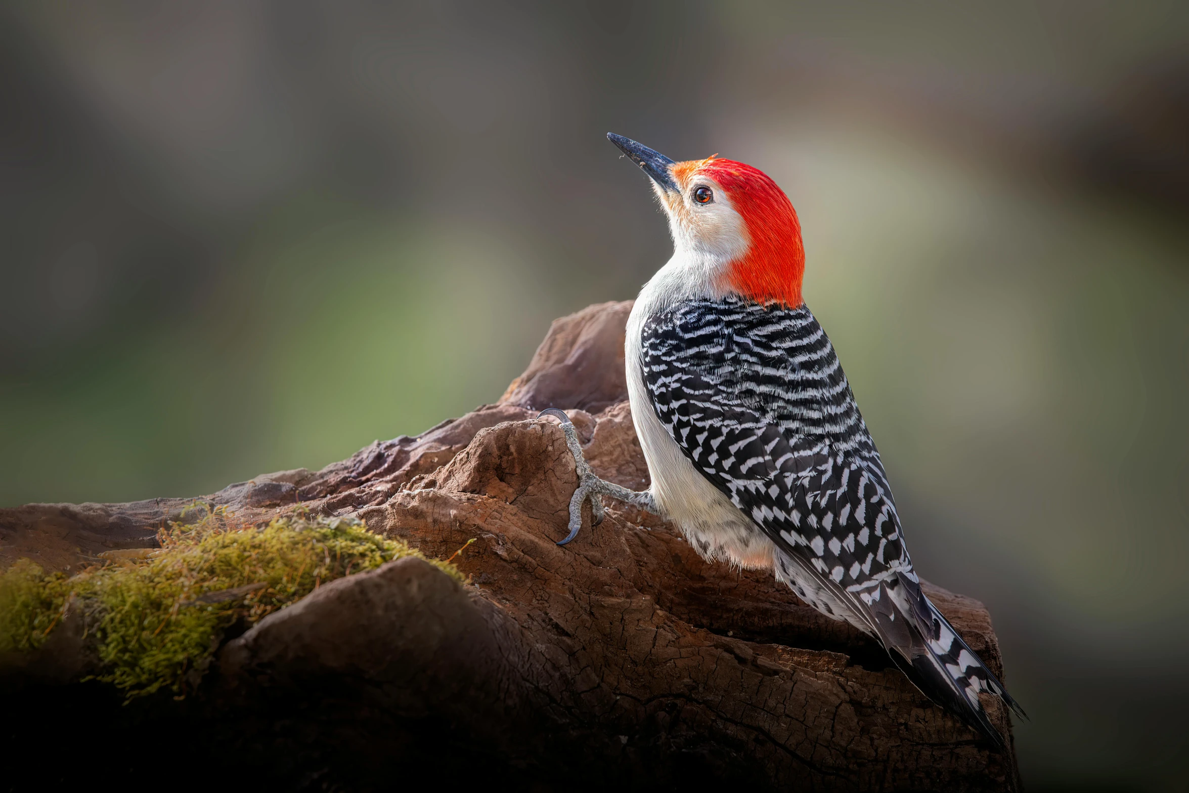 a bird sitting on a rock with its mouth open