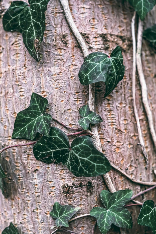 ivy growing on the bark of a tree
