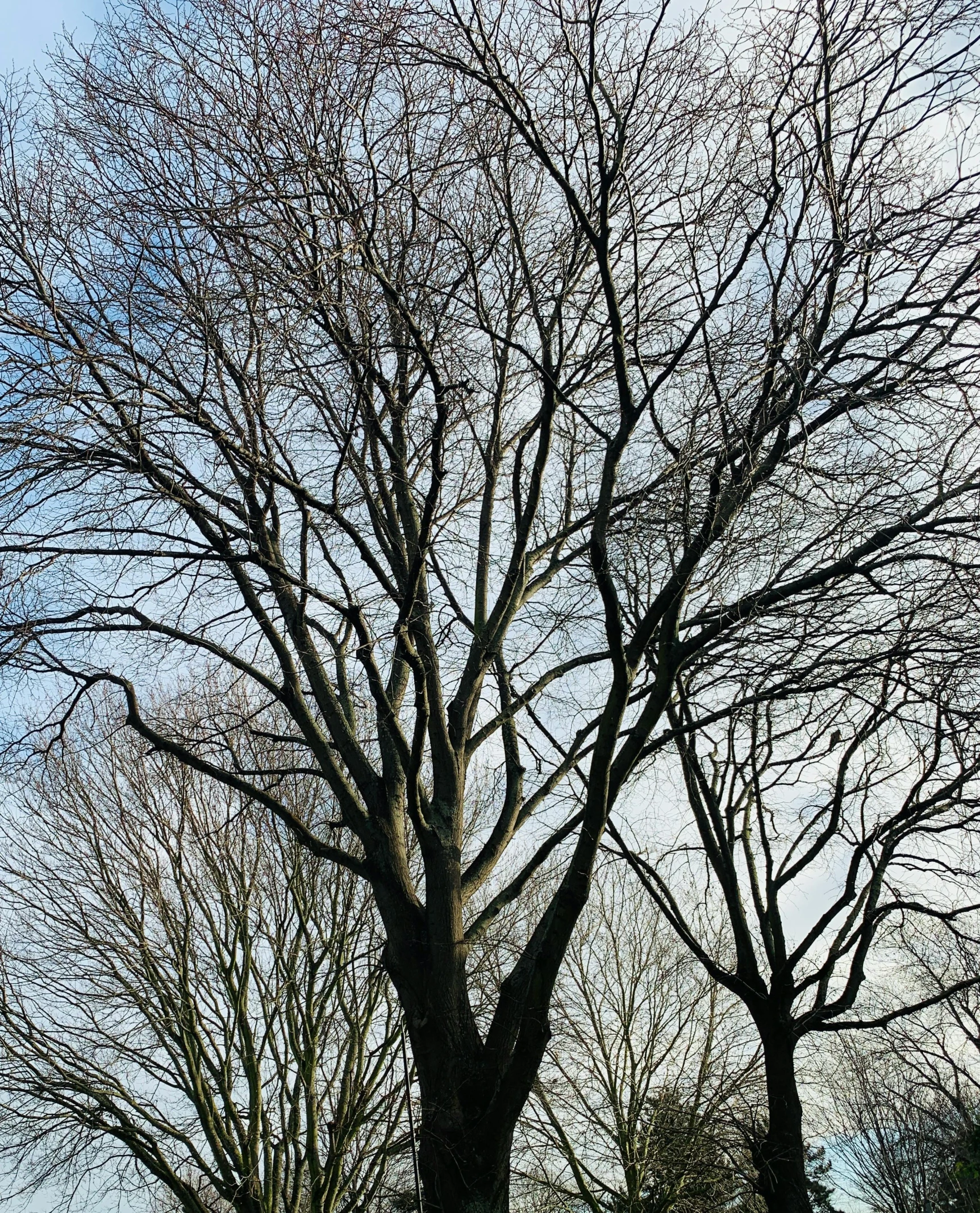 a large tree with lots of leaf covered nches