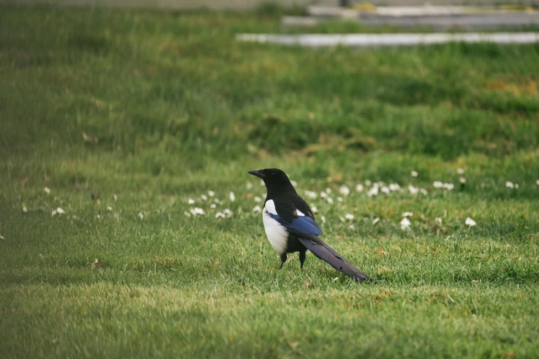 the black and white bird has long legs