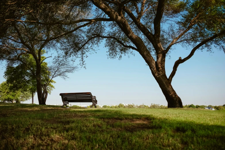 park bench under a large tree in a park