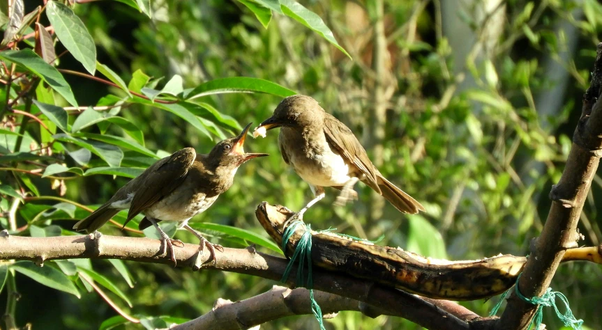 two birds stand on a nch near each other