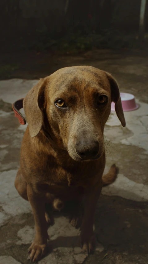 a dog with one eye half closed, staring at soing