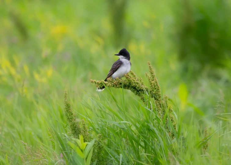 a little bird sitting on the end of a nch