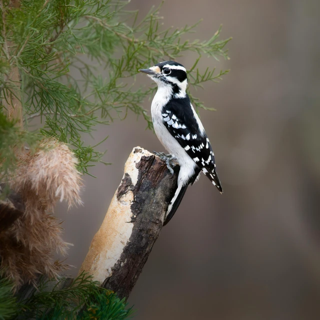 a bird sits on a tree limb in the forest