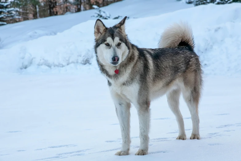 the dog is standing alone in the snow