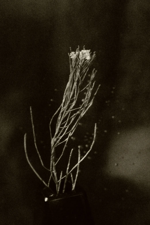 some type of dead plant in a black and white po