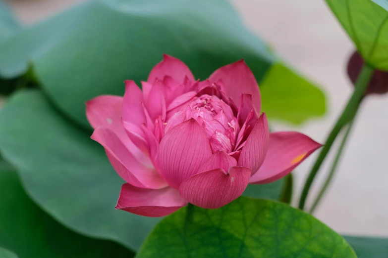 a close up image of a bright pink flower