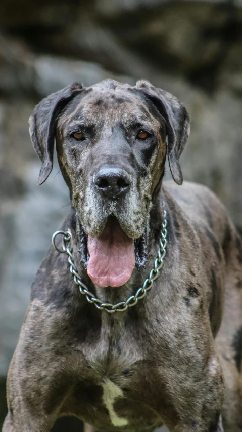 a dog with chains is walking through the sand