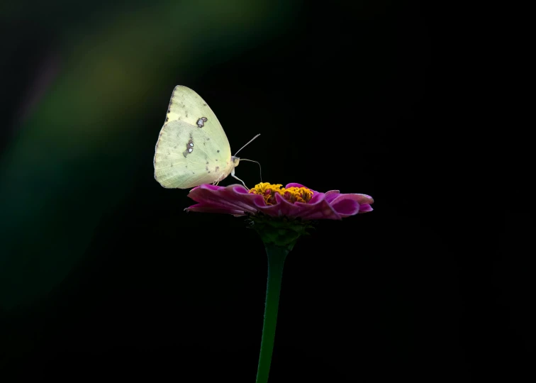 white erfly sitting on a pink flower with a black background