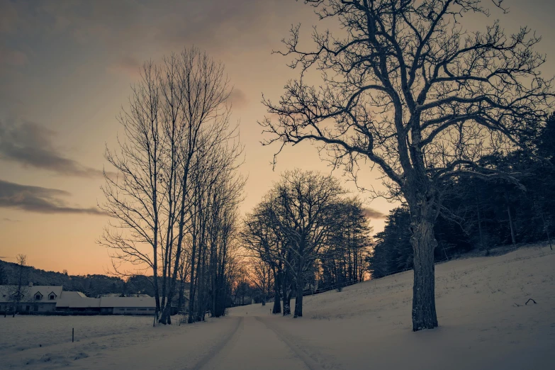 a snow covered path between several trees in the evening