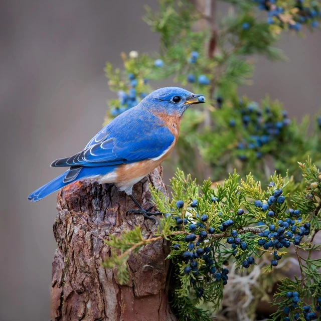 a blue bird perched on a small wooden stump