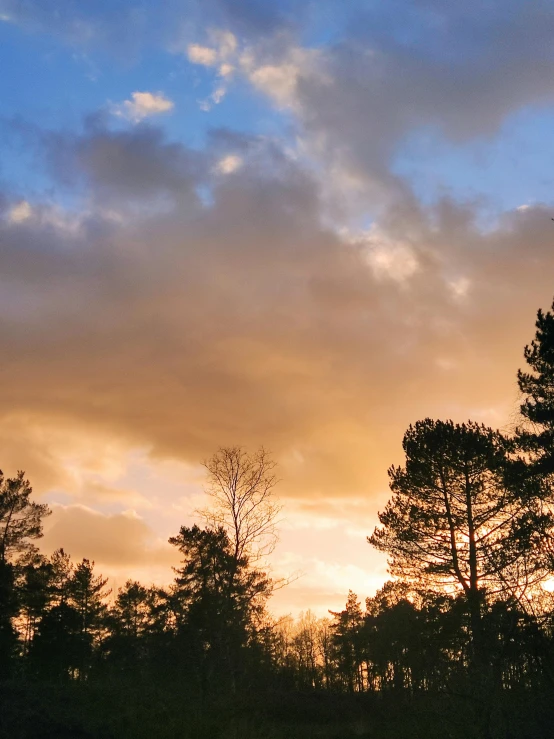 several trees are silhouetted by the sunset with clouds