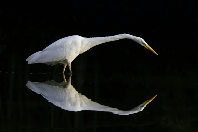 the large white bird with long legs is standing in the water