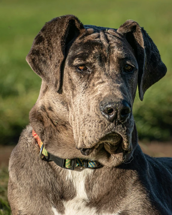 a close up of a dog in front of a field