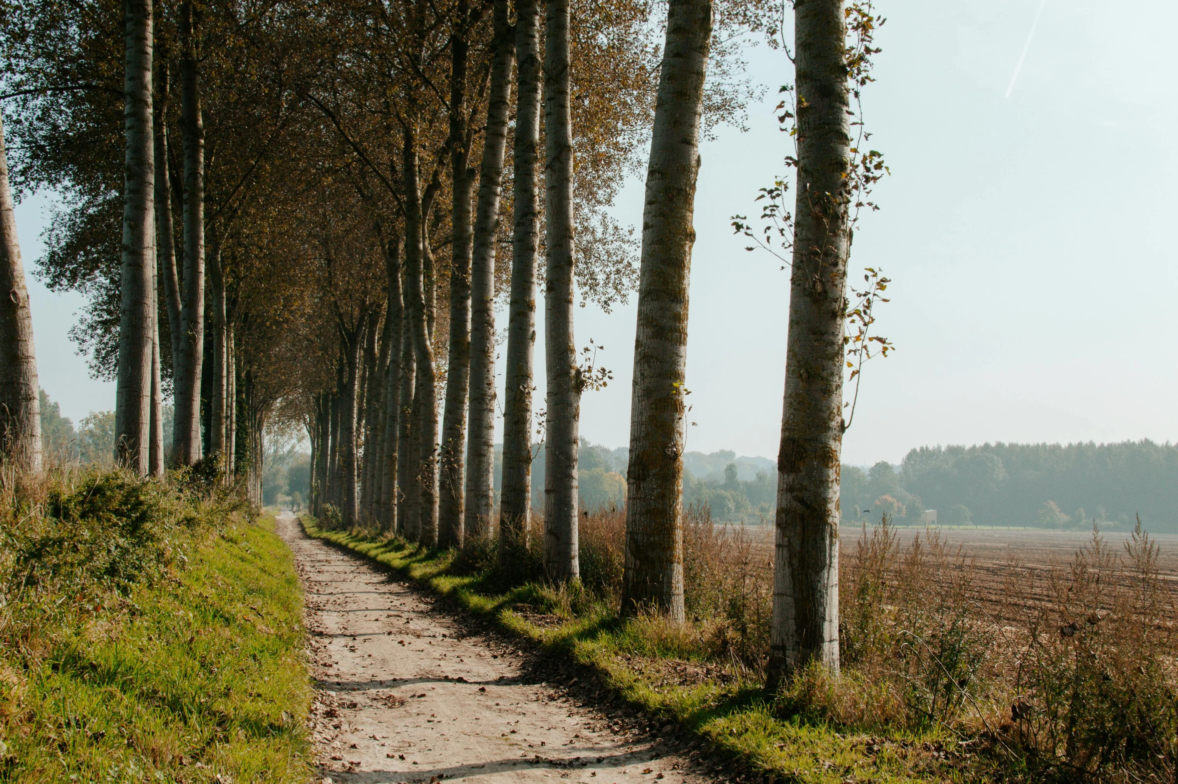 the path is lined with many trees and grass