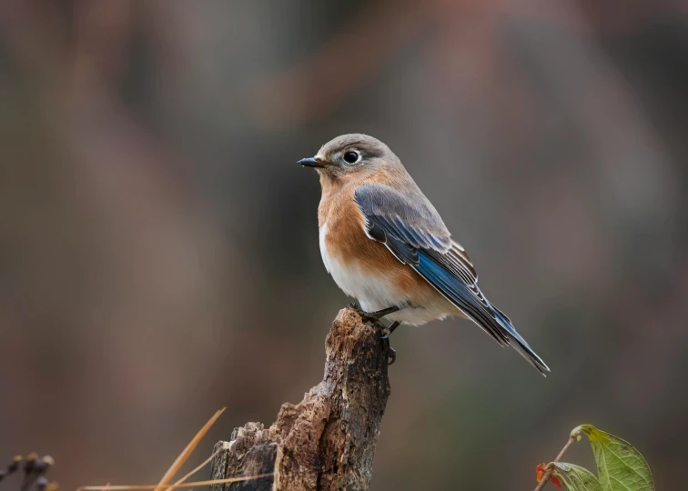 a small blue bird sitting on a nch