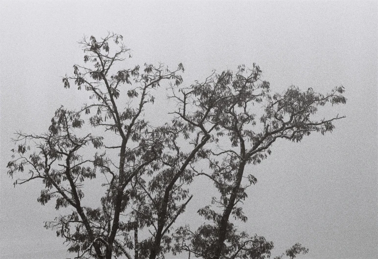 a person standing in a yard under a tree