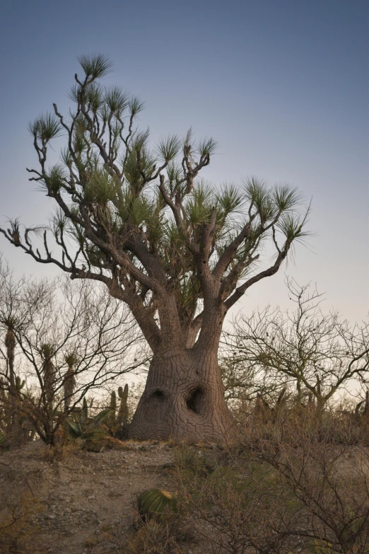 a large baoi tree standing on top of a dry grass field