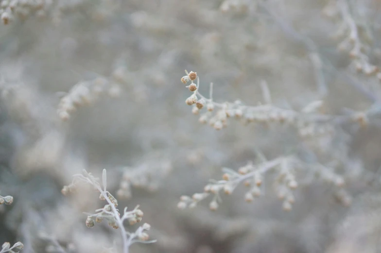 snow flakes on white nches on a cold winter day