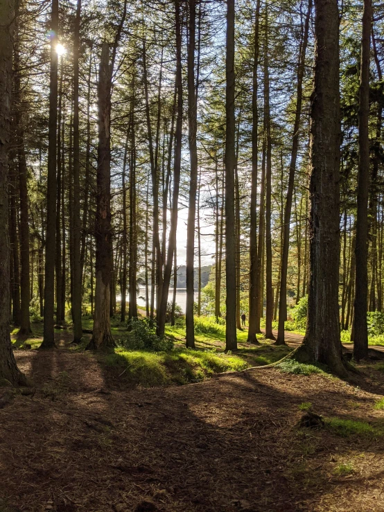 an empty lot is surrounded by many trees