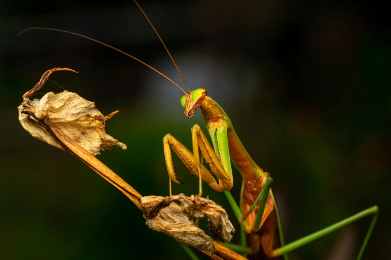 two very pretty looking grasshoppers on some long stems