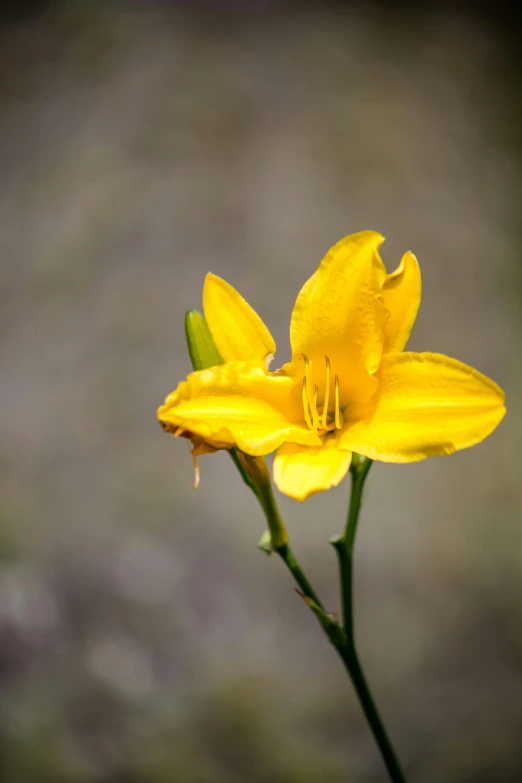 a yellow flower in focus is in the blurry background