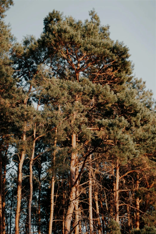 the view shows a group of trees in the woods