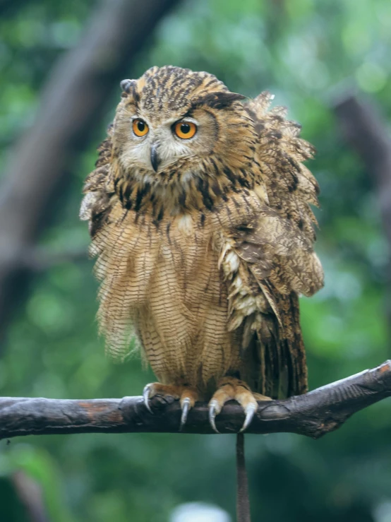 the brown owl is perched on the tree limb