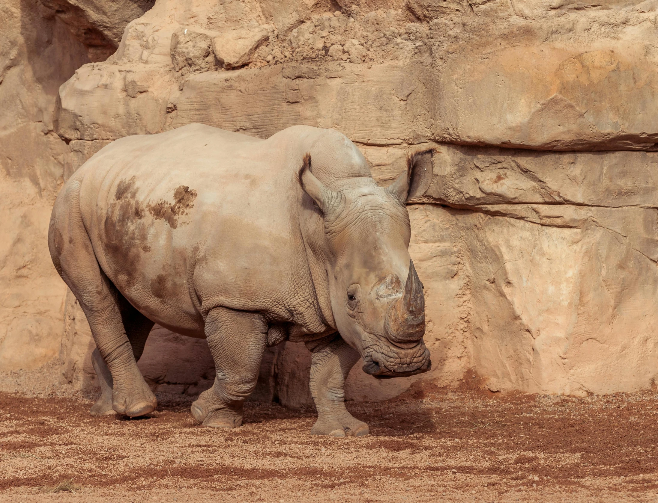 there is a baby rhino standing by the rocks