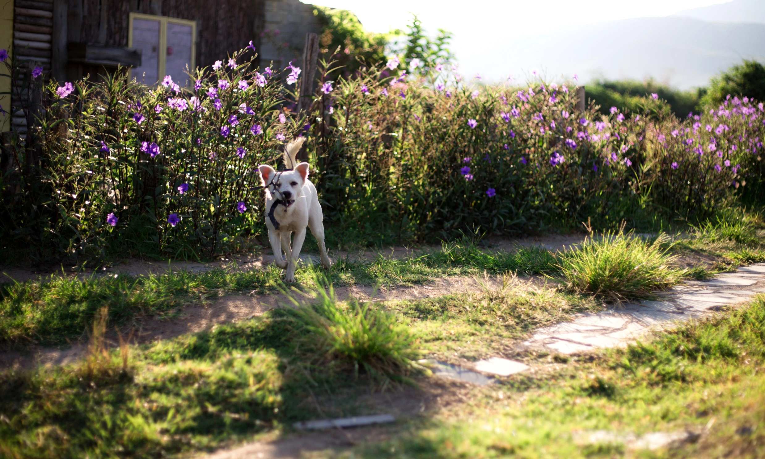 two dogs stand in the middle of the flower garden