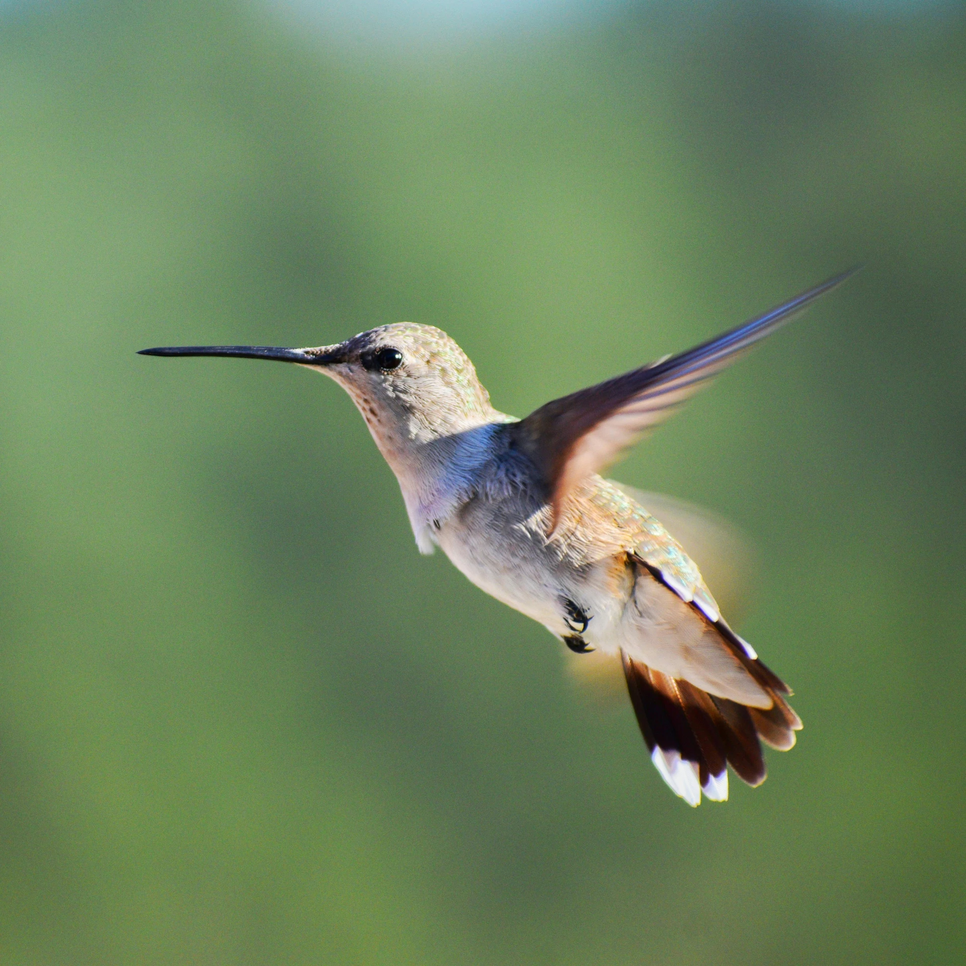 a small bird flying through the air with a blurry background