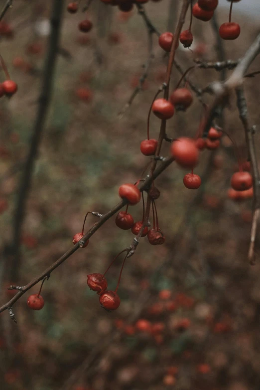 some small red berries are growing on a tree