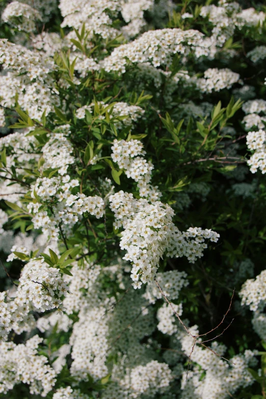 flowers in the center of white flowered bush