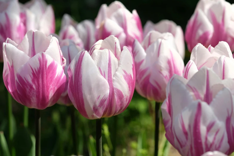 pink and white tulips grow with the green grass in the background