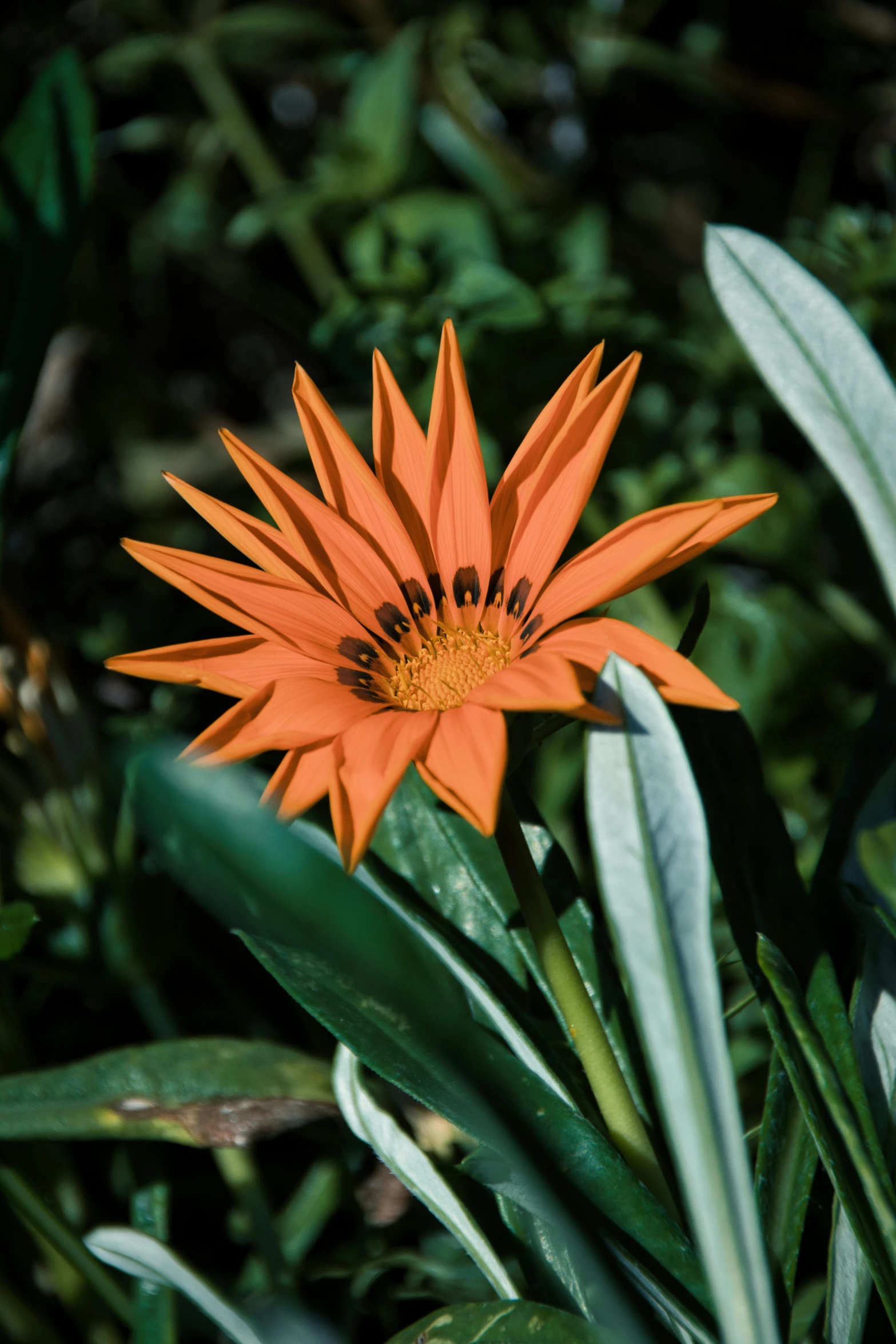 an orange flower in the grass near a bush