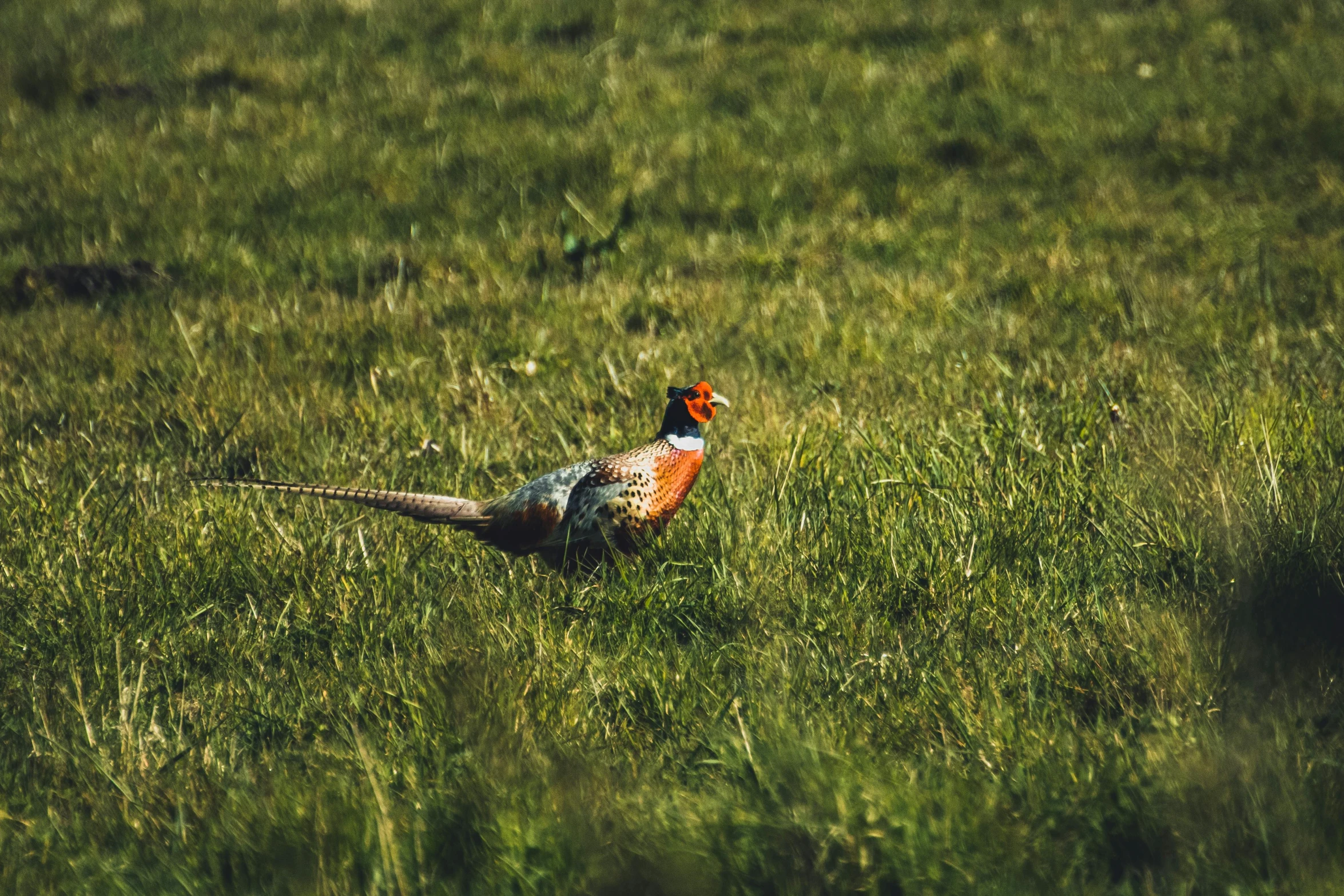 an orange and white bird standing on a field