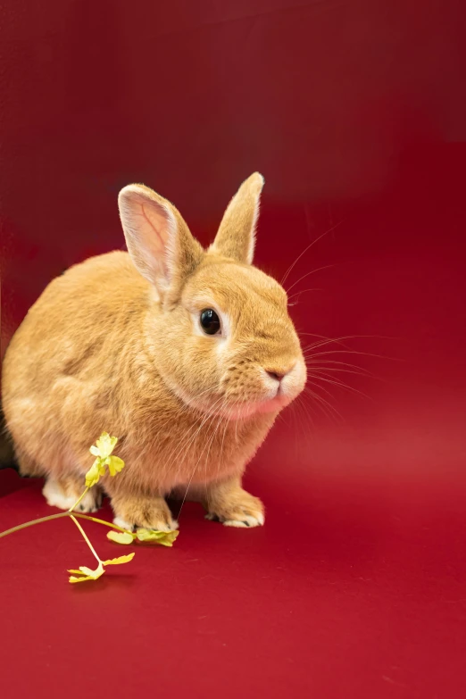 a cute brown rabbit is sitting in the corner