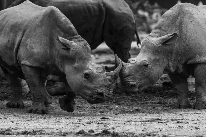 two rhinoceros feeding on grass and mud in a field