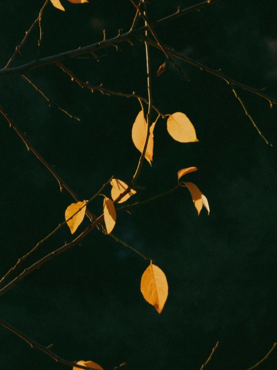 leaves are glowing with a dark background