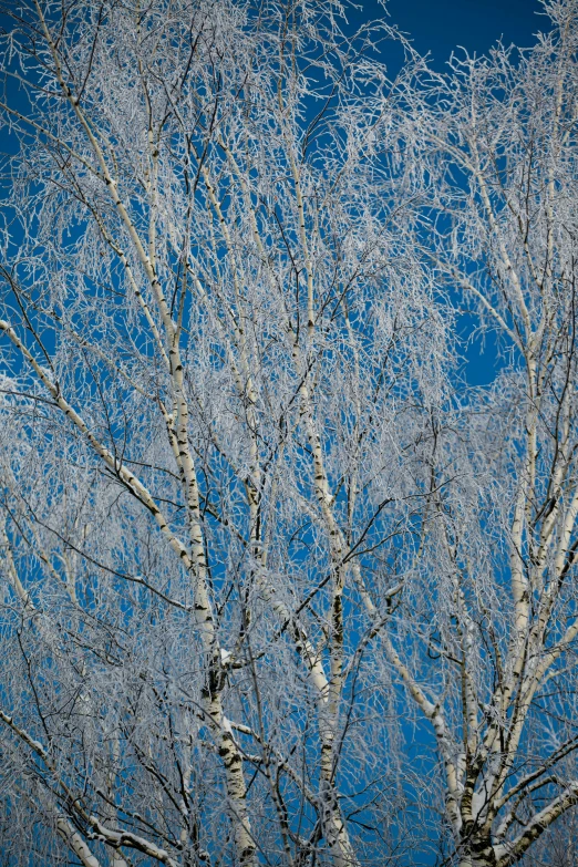 a group of snow covered trees under a blue sky