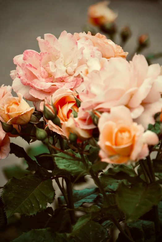 a bunch of roses in a vase on a table